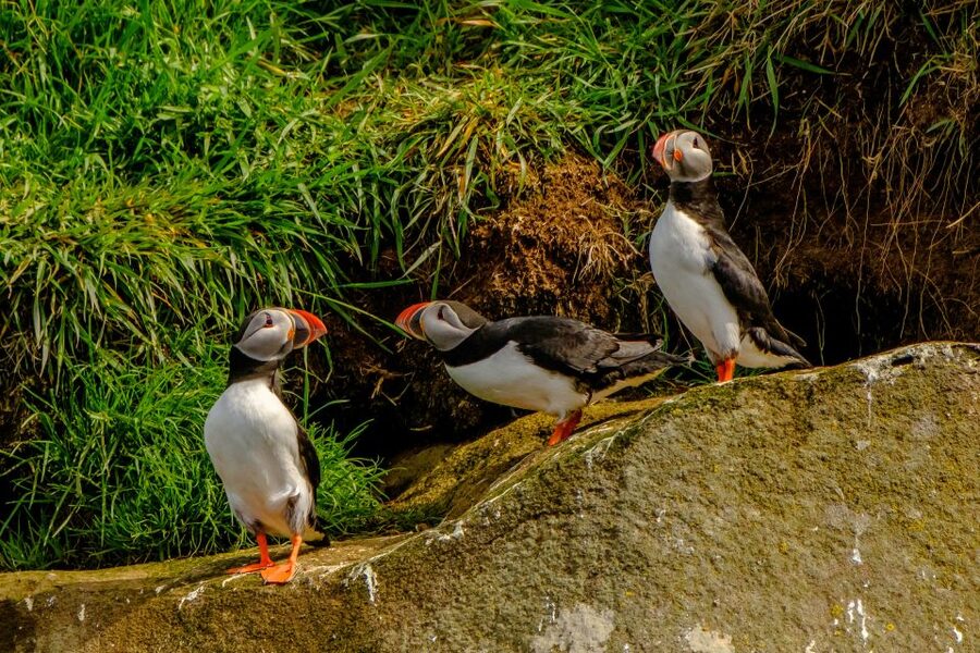 From Reykjavik: Whale Watching Tour by Speedboat - Puffins on the Islands: The Portion That Feels Like a Nature Show