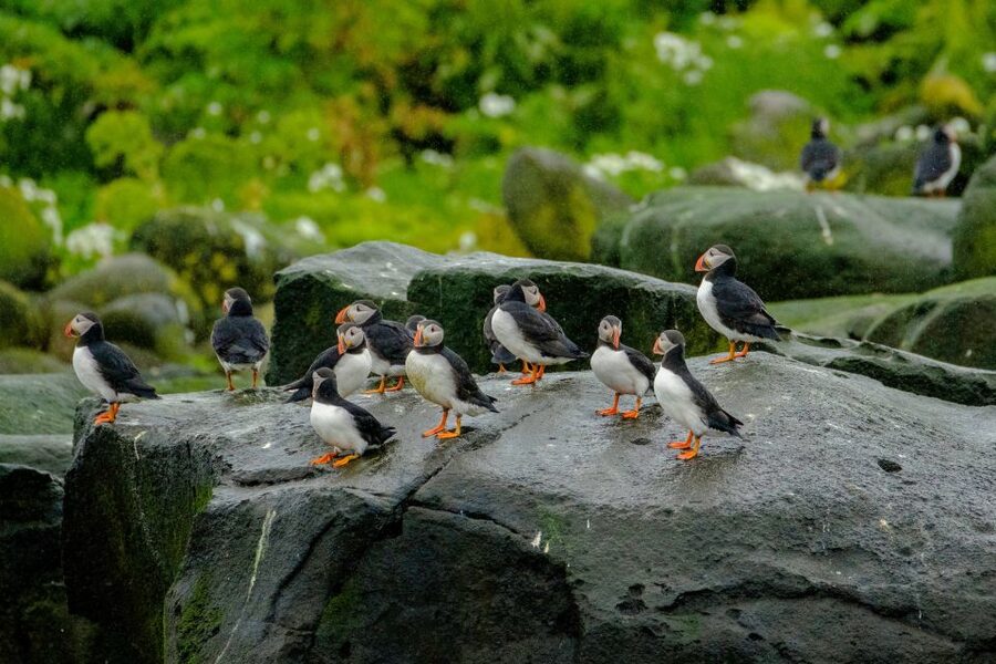 From Reykjavik: Whale Watching Tour by Speedboat - The Boat Ride: Comfort, Safety, and What Wind Does to Your Plans