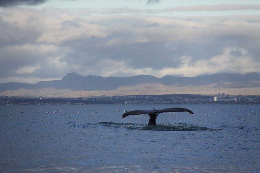 From Reykjavik: Whale Watching Tour by Speedboat - How Much Is It, and Is It Good Value at $192?