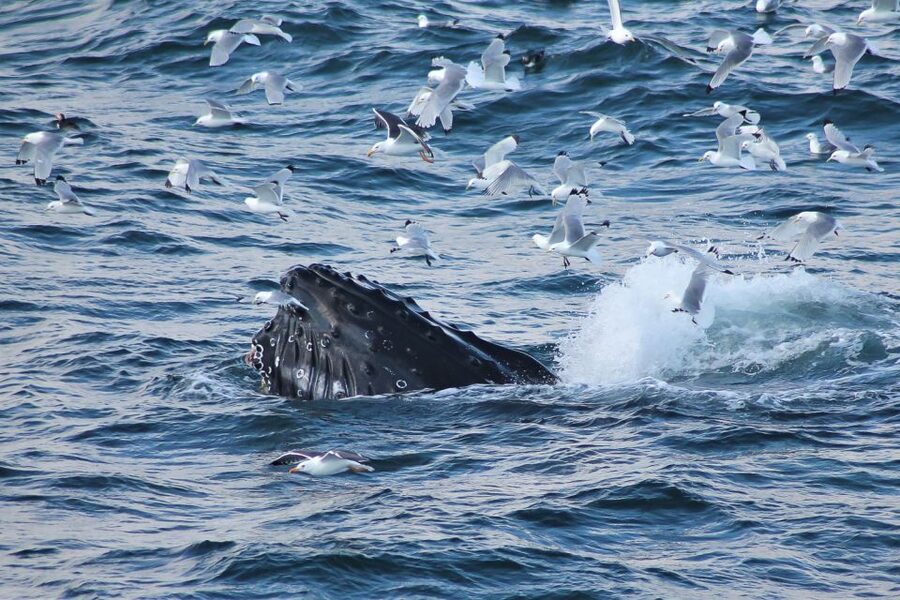 From Reykjavik: Whale Watching Tour - Kollafjöður on the way out: calm water, birds, and quick scenery payoffs