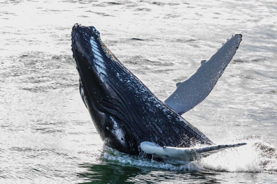 From Reykjavik: Whales and Northern Lights Boat Tour - Key highlights worth clocking before you go