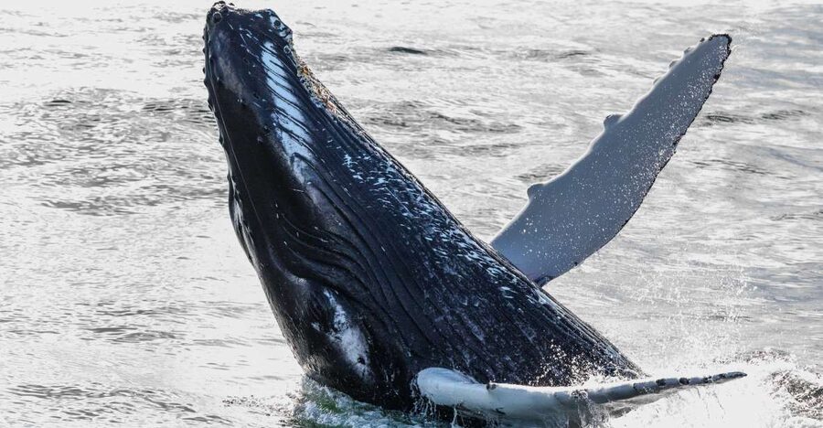 From Reykjavik: Whales and Northern Lights Boat Tour - Why This Reykjavik Whales-and-Northern-Lights Combo Feels Smart