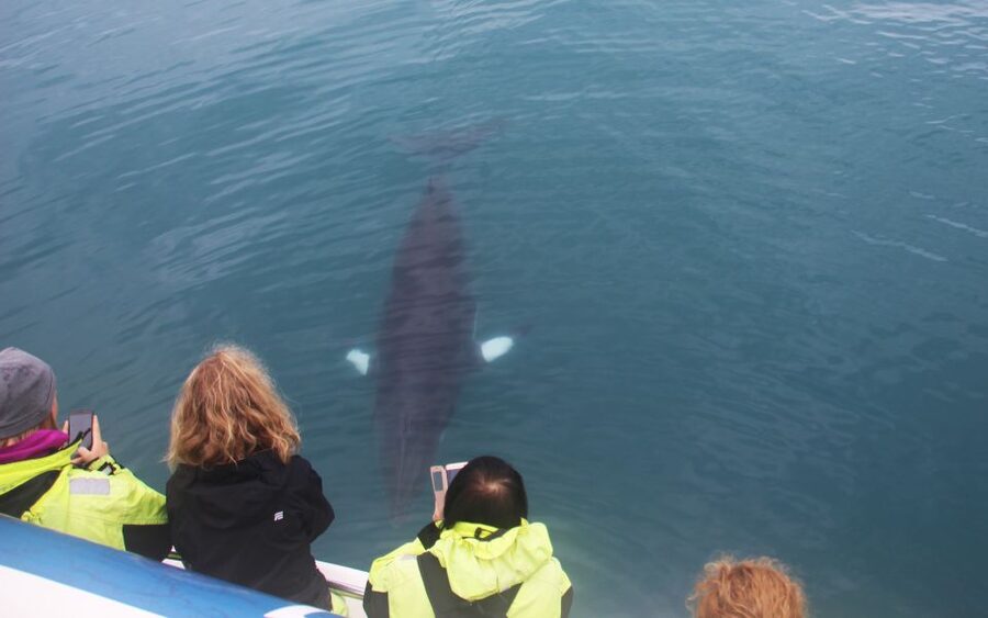 From Reykjavik: Whales and Northern Lights Boat Tour - The Morning Whale Cruise in Faxaflói Bay (and How Guides Actually Help)