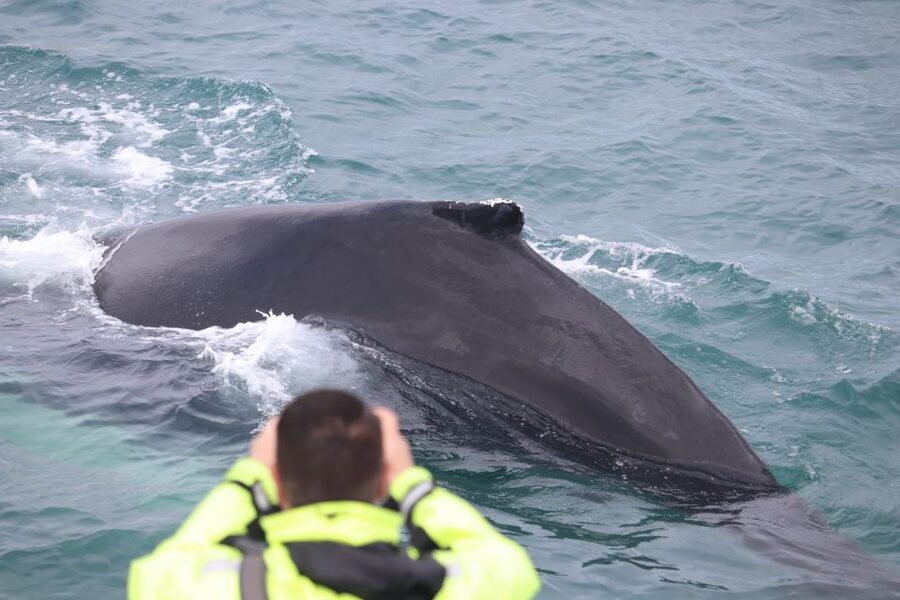 From Reykjavik: Whales and Northern Lights Boat Tour - Food, Drinks, and the Little Comforts That Improve Your Odds