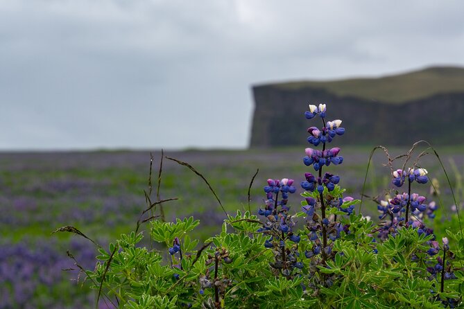 Full-Day Private Tour to Explore South Coast of Iceland - Key things I’d circle before you book
