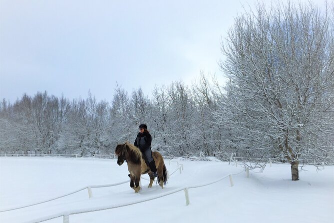 Golden Circle, Fridheimar Farm & Horses Small Group Tour from Reykjavik - Golden Circle plus Friðheimar, not just the usual photo stops