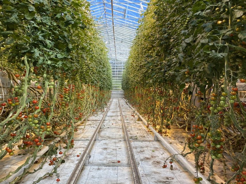 Golden circle, hot spring bakery, tomato farm private tour - Key things that make this tour worth your time
