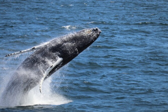 Guided Whale Watching Experience from Reykjavik - Key Highlights Worth Planning For