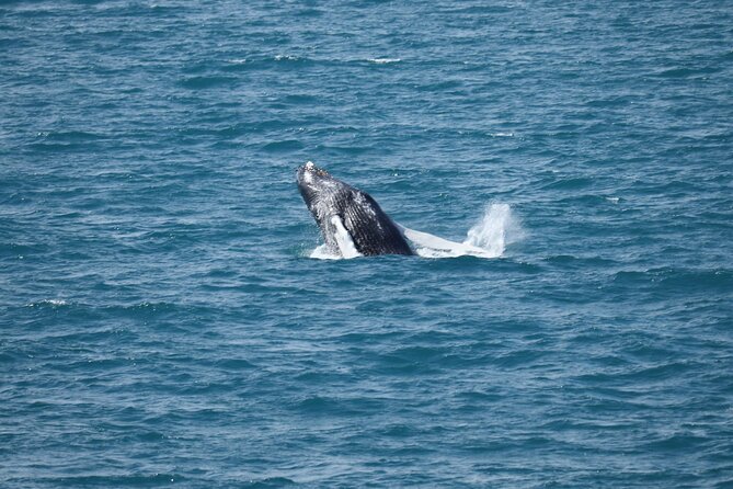 Guided Whale Watching Experience from Reykjavik - Leaving Old Harbour, Not a Random Boat Ride