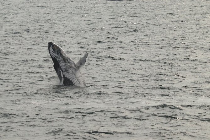 Guided Whale Watching Experience from Reykjavik - How Whale Watching Works Here (And Why You’ll Want the Second Chance)