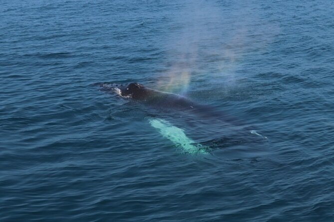 Guided Whale Watching Experience from Reykjavik - Staying Warm on Deck: Practical Tips That Actually Help