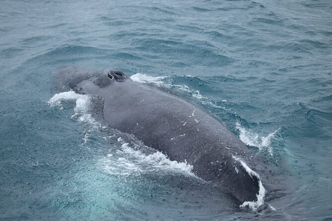 Guided Whale Watching Experience from Reykjavik - The Value Math on a $97 Ticket