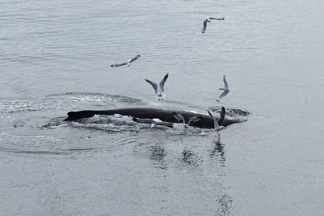 Guided Whale Watching Experience from Reykjavik - Who This Tour Suits Best