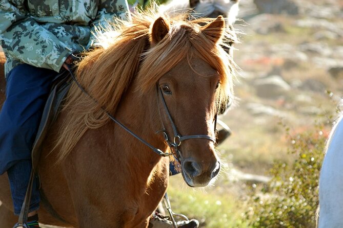 Horseback Riding Tour in Iceland - What makes Icelandic horses different (and why you’ll notice it)