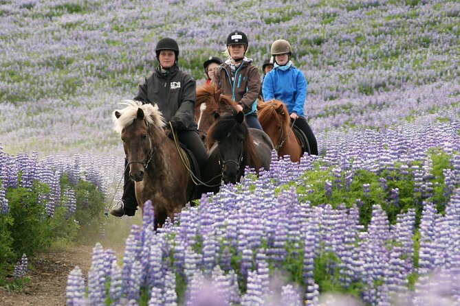 Horseback Riding Tour in Iceland - Price and value for a short Iceland experience