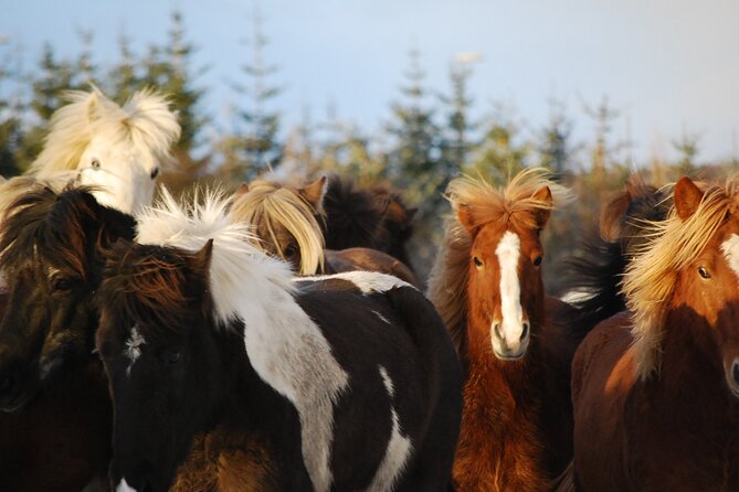 Horseback Riding Tour in Iceland - Should you book this Iceland horseback tour?