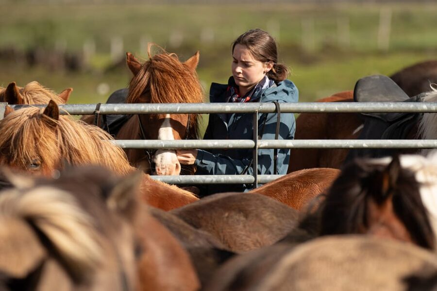 Hveragerdi: Countryside Charm Horse Riding Tour - Where Hveragerdi horse riding really delivers: Eldhestar Volcano Horses and Iceland’s small wonder