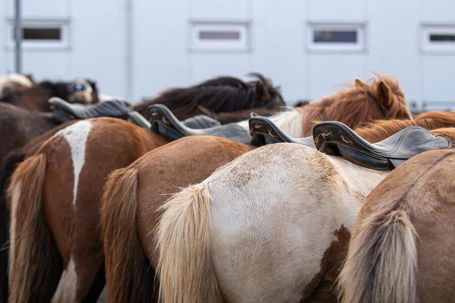 Hveragerdi: Countryside Charm Horse Riding Tour - Stop by stop, how the experience unfolds