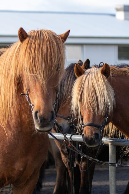 Hveragerdi: Countryside Charm Horse Riding Tour - The meet point at Vellir, what happens before you ride