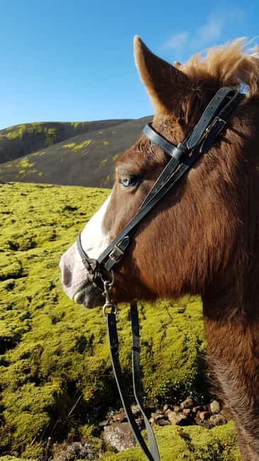 Hveragerði: Horseback Riding Tour for Beginners and … - Getting To Hveragerði And The Stable: Where The Tour Starts