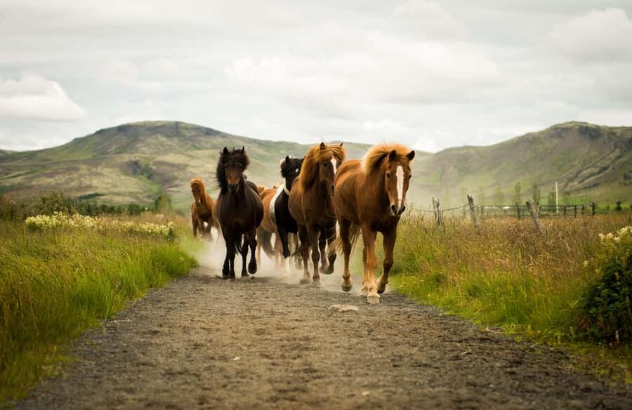 Hveragerði: Horseback Riding Tour for Beginners and … - What Makes Reykjadalur Worth Riding, Even If You Are New To Horses