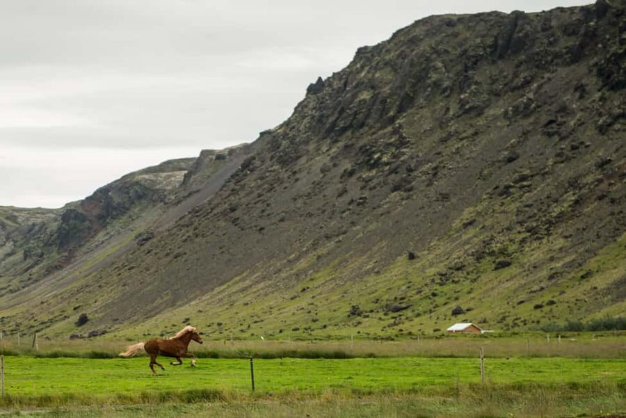 Hveragerði: Horseback Riding Tour for Beginners and … - Price And Value: What $101 Buys You In Real Terms
