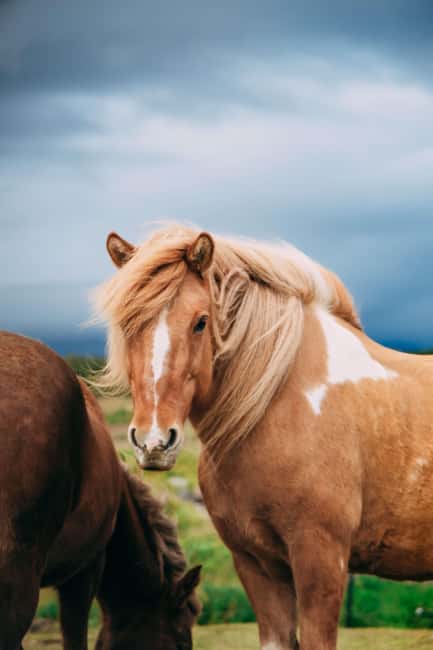Hveragerði: Horseback Riding Tour for Beginners and … - Morning Or Afternoon: Picking The Time That Fits Your Day