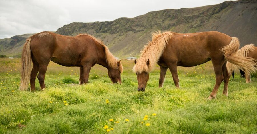 Hveragerdi: Reykjadalur (Hotspring Valley) Horse Riding Tour - How the guides make a difference (Denisa, Emily, Emma and others)