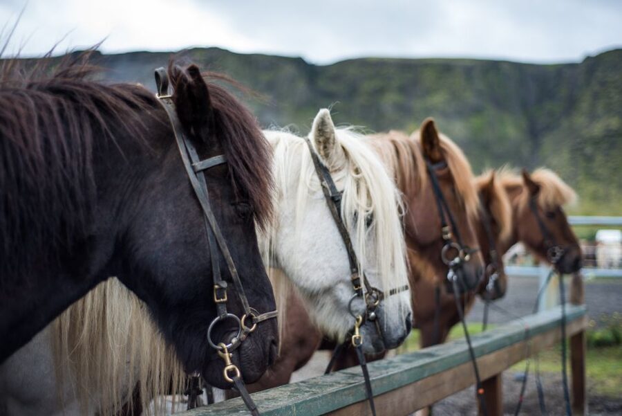 Hveragerdi: Reykjadalur (Hotspring Valley) Horse Riding Tour - Price and value: is $142 for 2 hours worth it?