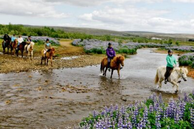 Icelandic Horseback Riding Tour Including Pick Up from Reykjavik