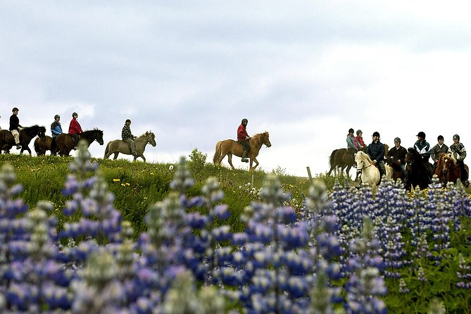 Icelandic Horseback Riding Tour Including Pick Up from Reykjavik - Who should book this tour, and who might not