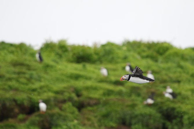 Premium Small-Group Puffin & Bird Watching tour from Reykjavík - Faxaflói Bay puffins, gannets, and the great auk in one short ride