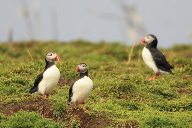 Premium Small-Group Puffin & Bird Watching tour from Reykjavík - Old Harbour meet-up at Ægisgarður 5: how the tour starts