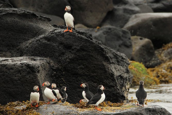 Premium Small-Group Puffin & Bird Watching tour from Reykjavík - Value and price: what you really get for about $105