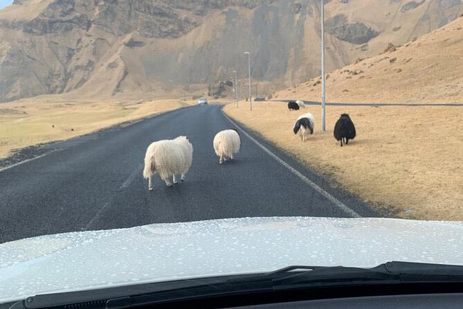 PRIVATE 2-Hours Tour - Westman Islands with a local in a BMW X5 - Your ride, your pace: what the BMW setup changes