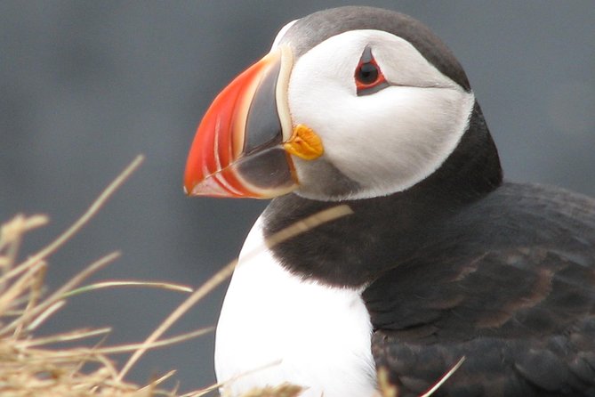 Private Day Trip to the Icelandic South Coast from Reykjavik - Reykjavik pickup to a full day of South Coast highlights