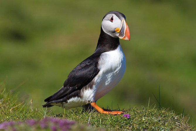 Puffin and Volcano Tour with Ebbi - Key highlights you will actually remember