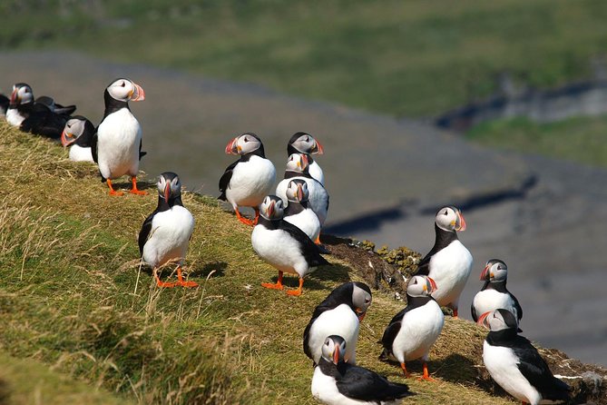 Puffin and Volcano Tour with Ebbi - Elephant Rock: The Famous Photo Landmark With a Guide’s Context