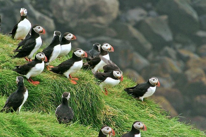 Puffin and Volcano Tour with Ebbi - Value and Price: What $114.88 Gets You on Heimaey