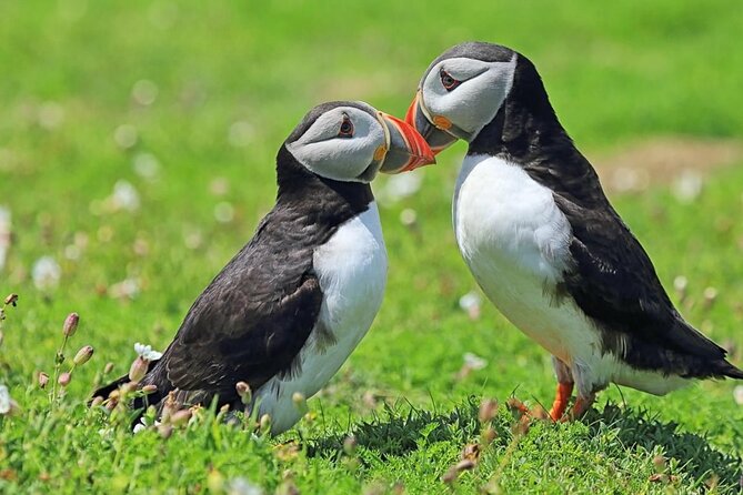 Puffin and Volcano Tour with Ebbi - Who Should Book This Tour (and Who Might Skip)