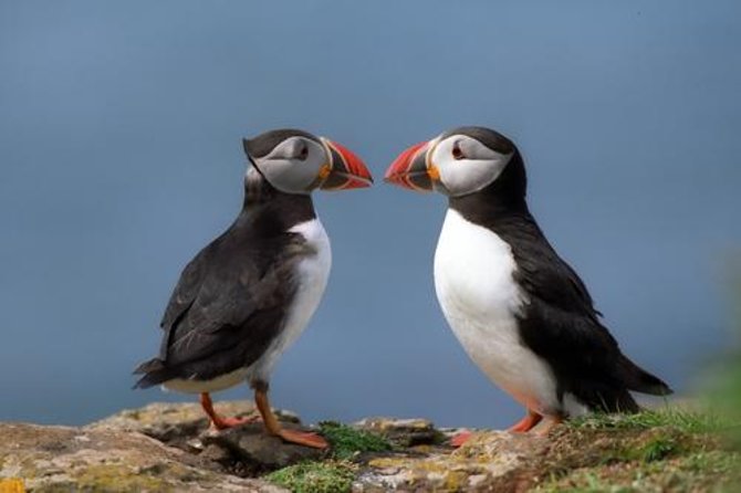 Puffin Cruise with Expert Tour Guide from Reykjavik - Key Highlights You Should Know