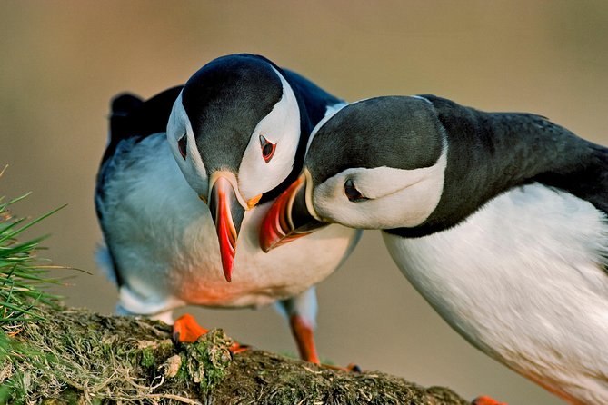 Puffin Cruise with Expert Tour Guide from Reykjavik - Why Akurey Island Makes a Great Puffin Stop From Reykjavik