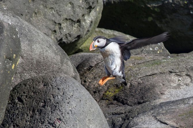 Puffin Cruise with Expert Tour Guide from Reykjavik - Puffin Viewing Reality: Close Enough to See, Not Close Enough for Guaranteed iPhone Magic