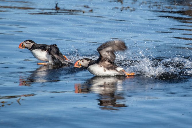 Puffin Cruise with Expert Tour Guide from Reykjavik - The Other Seabirds You Might Spot (And Why They Add Value)