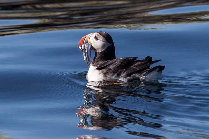 Puffin Cruise with Expert Tour Guide from Reykjavik - Season Timing in Iceland: Why July Feels Different Than Mid-August