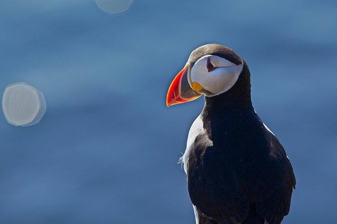 Puffin Cruise with Expert Tour Guide from Reykjavik - Crowding, Sound, and Choppy Water: What Can Affect Comfort and Photos