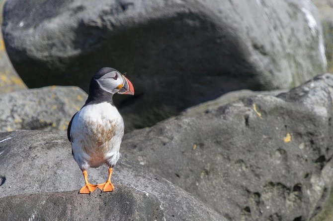 Puffin Cruise with Expert Tour Guide from Reykjavik - Guides Make the Cruise: Cery, Patrick, Peter, and Joe’s Impact