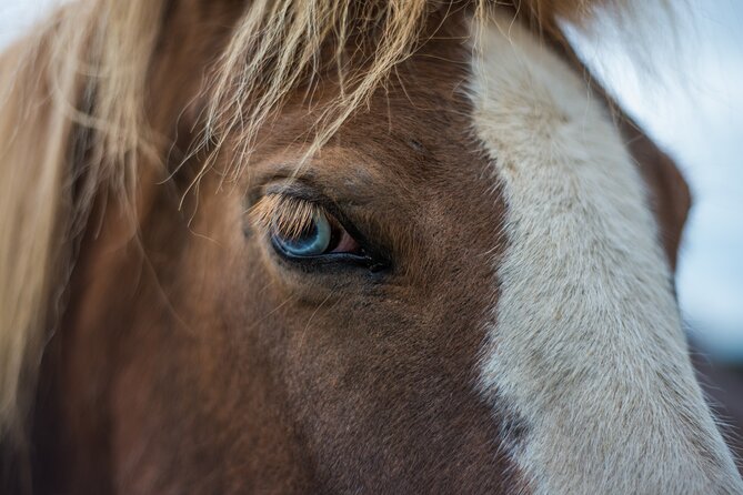 Red Lava Horse Riding Tour From Reykjavik - Solhestar stables: where you get ready and matched