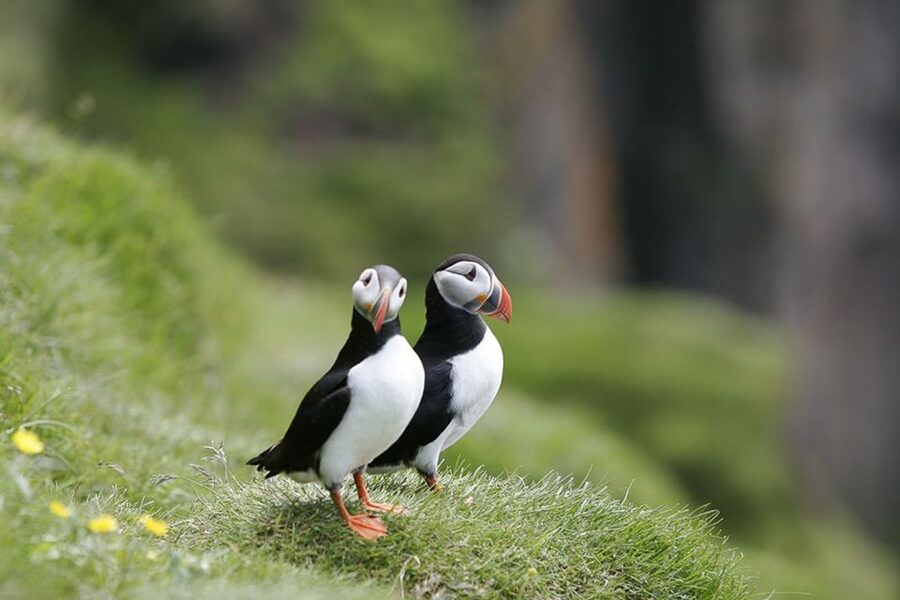 Reykjavik: 1-Hour Puffin Watching Tour - Key Highlights at a Glance
