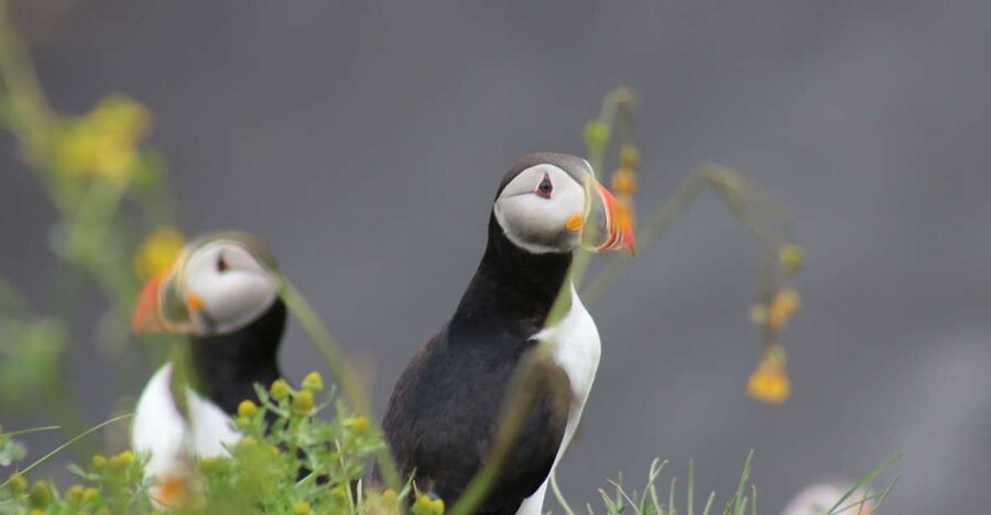 Reykjavik: 1-Hour Puffin Watching Tour - From Ægisgarður to Puffin Territory, How the Tour Really Plays Out